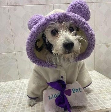 Un espacio de amor y bienestar para tu&nbsp;peludito.