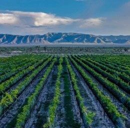 Participa en la Semana del Vino&nbsp;Mexicano.