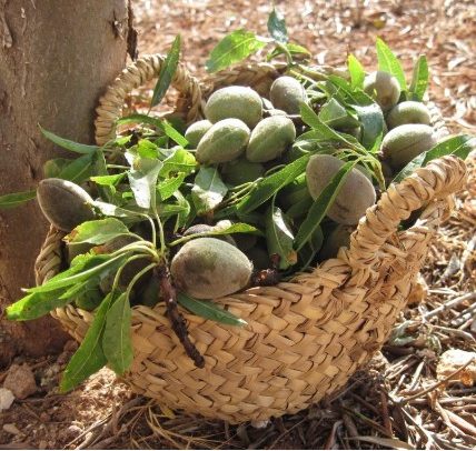 La almendra impulsa la innovación en la&nbsp;panadería.